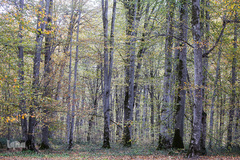 ثروتی از جنس طبیعت / جنگل راش