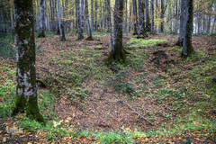 ثروتی از جنس طبیعت / جنگل راش