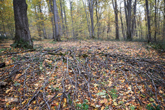 ثروتی از جنس طبیعت / جنگل راش