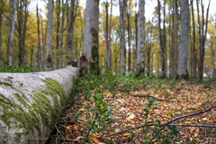 ثروتی از جنس طبیعت / جنگل راش