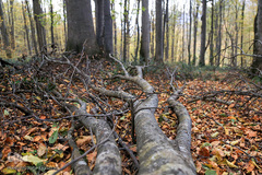 ثروتی از جنس طبیعت / جنگل راش