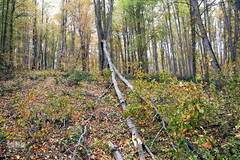 ثروتی از جنس طبیعت / جنگل راش