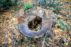 ثروتی از جنس طبیعت / جنگل راش