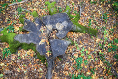 ثروتی از جنس طبیعت / جنگل راش