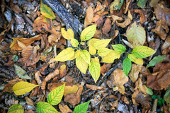 ثروتی از جنس طبیعت / جنگل راش