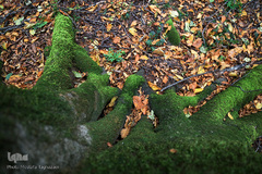 ثروتی از جنس طبیعت / جنگل راش