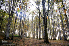 ثروتی از جنس طبیعت / جنگل راش