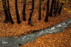 پاییز در جاغرق