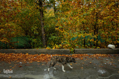 پاییز در جاغرق