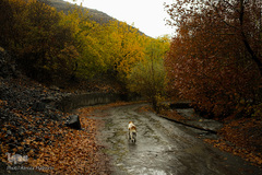 پاییز در جاغرق