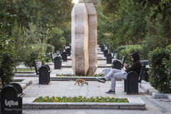 تنهاییِ همراهی