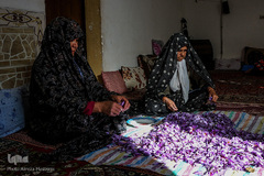 برداشت زعفران در تربت حیدریه