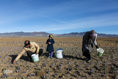برداشت زعفران در تربت حیدریه
