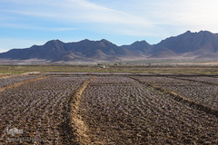 برداشت زعفران در تربت حیدریه