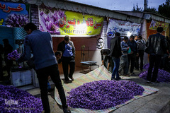 برداشت زعفران در تربت حیدریه