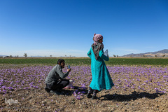 برداشت زعفران در تربت حیدریه