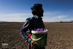 برداشت زعفران در تربت حیدریه