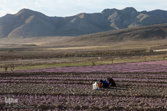 برداشت زعفران در تربت حیدریه