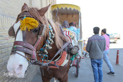 باغ فین کاشان