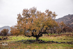 اندیکا، شگفتی در دل کوه