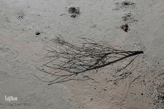 خشک شدن تالاب بین المللی گاوخونی