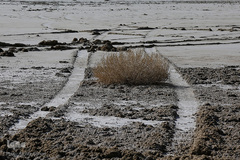 خشک شدن تالاب بین المللی گاوخونی