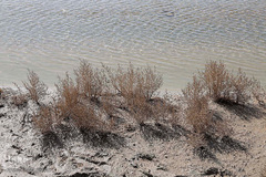 خشک شدن تالاب بین المللی گاوخونی