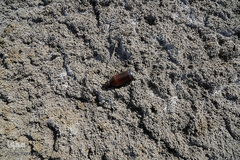 خشک شدن تالاب بین المللی گاوخونی