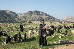 زهرا قنبری گاهی اوقات در کار چرای دام‌ها به پدر و مادر کمک می‌کند.