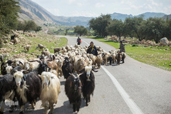 قشنگ و جعفرقلی قنبری ۵۲ و ۶۳ساله زن و شوهر هستند، آنها ۵ فرزند معلول دارند. جعفر قلی می‌گوید از عشایر هستند و به علت ساخت خانه در منطقه قشلاق گوسفندان خود را فروخته و در حال حاضر برای کسب درآمد گوسفندان مردم را به چرا می‌برد و ماهی یک میلیون تومان حقوق دریافت می‌کنند.