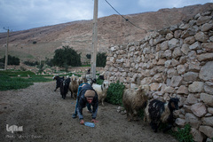 علی و فاطمه هم زمان با بازگشت پدرو مادر از چرای دام ها به خانه می‌روند.
