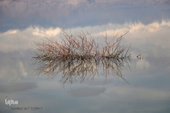 ⁨تالاب صالحیه و ورود فلامینگو ها به استان البرز