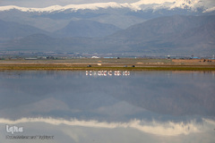 ⁨تالاب صالحیه و ورود فلامینگو ها به استان البرز