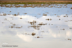 ⁨تالاب صالحیه و ورود فلامینگو ها به استان البرز