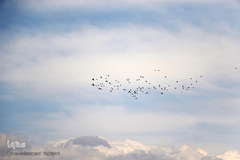 ⁨تالاب صالحیه و ورود فلامینگو ها به استان البرز