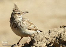 ⁨تالاب صالحیه و ورود فلامینگو ها به استان البرز