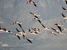 ⁨تالاب صالحیه و ورود فلامینگو ها به استان البرز