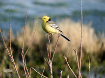 ⁨تالاب صالحیه و ورود فلامینگو ها به استان البرز