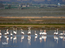 ⁨تالاب صالحیه و ورود فلامینگو ها به استان البرز