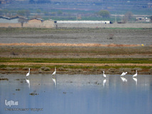 ⁨تالاب صالحیه و ورود فلامینگو ها به استان البرز