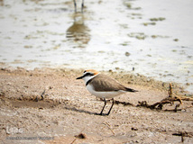 ⁨تالاب صالحیه و ورود فلامینگو ها به استان البرز