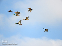 ⁨تالاب صالحیه و ورود فلامینگو ها به استان البرز