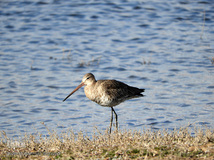 ⁨تالاب صالحیه و ورود فلامینگو ها به استان البرز