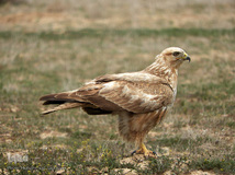 ⁨تالاب صالحیه و ورود فلامینگو ها به استان البرز