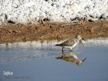 ⁨تالاب صالحیه و ورود فلامینگو ها به استان البرز