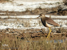 ⁨تالاب صالحیه و ورود فلامینگو ها به استان البرز