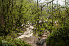 جنگل «قلعه رودخان»