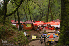 جنگل «قلعه رودخان»