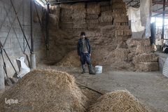 سلمان کوچکتر از همه برادرها است، او روزها در گاوداری یکی از فامیل‌ها مشغول است.