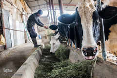 سلمان مشغول علوفه دادن به گاوها است. او از عهده انجام کارهای اولیه گاوداری بر می‌آید، به همین خاطر بیشتر روزها صبح تا ظهر در آنجا مشغول است.